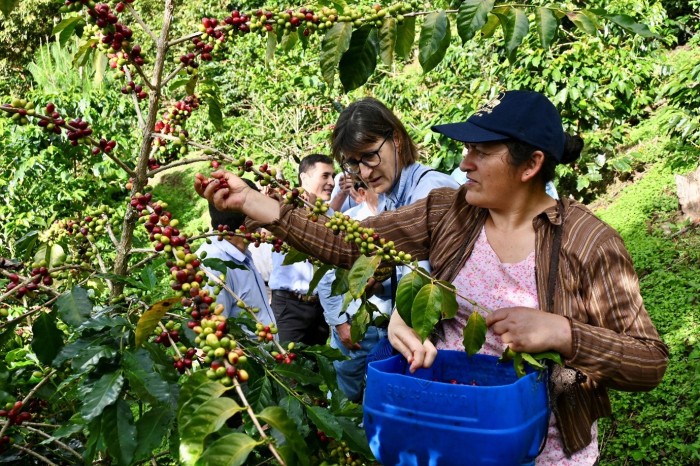 Coffee farmer Kelly Aranda Chuqihuanga (front) and Oikocredit investor Adriana Campi picking coffee cherries together. article 1